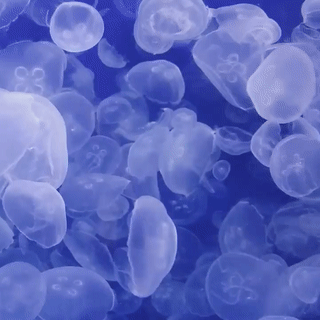 jellyfish
